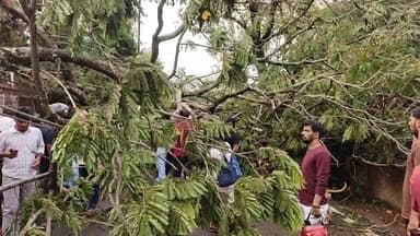राजकीय पिछड़ी जाति आवासीय बालिका प्लस टू विद्यालय के सामने आंधी तूफान के कारण गिरा विशाल पेड़ लोकेशन ईस्ट जेल रोड