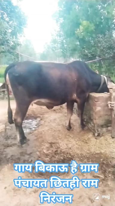 गाय विकाऊ है ग्राम छितही राम निरंजन @₹#*272172.छितही