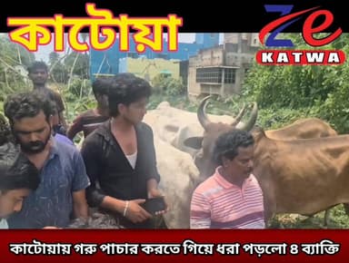 কাটোয়ায় গরু পাচার করতে গিয়ে ধরা পড়লো ৪ ব্যাক্তি।