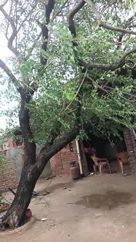 ईसापुरसाहनी उर्फ लाठीरा मैं भारी तूफान आने से बाल बाल बच्चे बच्चे और पशु