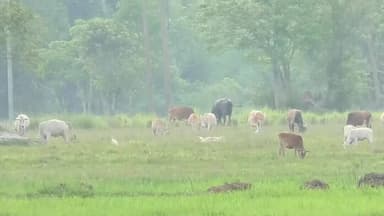 নগাঁও: চামগুৰিৰ ভড়াগুৰিত বনৰীয়া ম'হৰ সন্ত্ৰাস
,বনৰীয়া ম’হে খাই তহিলং কৰিলে কৃষকৰ ফচল