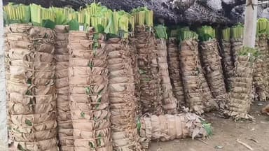 சிவகங்கை: வாழை இலை விலை வீழ்ச்சி: விவசாயிகள் கவலை
