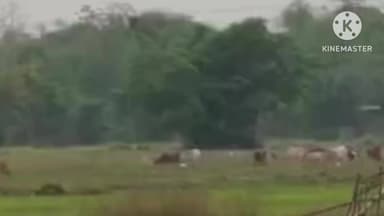নগাঁও: চামগুৰিৰ ভৰাগুৰি গাঁৱৰ চহা কৃষকসকলৰ পথাৰত বন্যহস্তীৰ চলাইছে উপদ্ৰৱ আৰু আতংকিত ৰাইজ