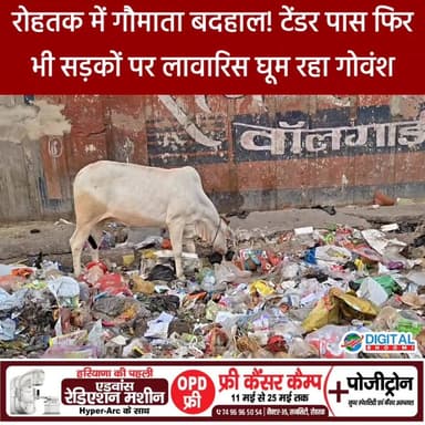 रोहतक नगर निगम के दावों की खुली पोल! टेंडर के बावजूद कूड़े में खाना खोजने को मजबूर गोवंश, सड़कों पर भटक रही गौमाता — पार...