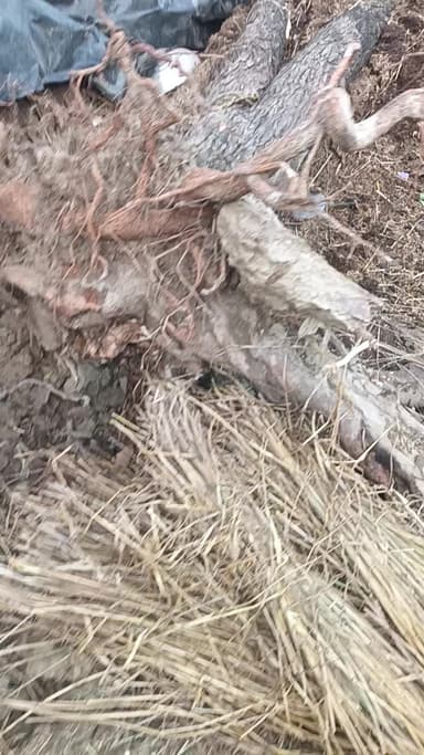थाना : कड़धाम के अंबाई बुजुर्ग के ग्राम में रफ्तार आंधी से लोगों का भरी नुकसान कुछ लोगों के घर भी गए टूट और दबी कुछ बाइक