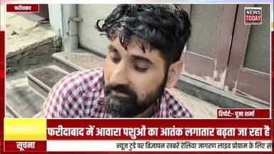 फरीदाबाद में आवारा पशुओं का आतंक लगातार बढ़ता जा रहा है TODAY NEWS