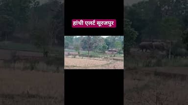 हांथी एलर्ट सूरजपुर #latestnews #khabartamariindia #hindinews #news