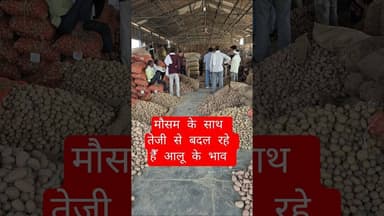 हॉलैंड आलू का भाव आज का कानपुर मंडी से #aalukabhav