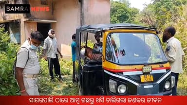 ସାଗରପାଲି ଠାରେ ଆମ୍ବ ଗଛରୁ ଖସି ଚାଲିଗଲା ଜଣକର ଜୀବନ