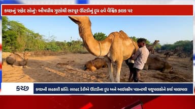 કચ્છનું 'સફેદ સોનું': ઔષધીય ગુણોથી ભરપૂર ઊંટડીનું દૂધ હવે વૈશ્વિક ફલક પર
કચ્છની સહકારી ક્રાંતિ: સરહદ ડેરીએ ઊંટડીના દૂધ અ...