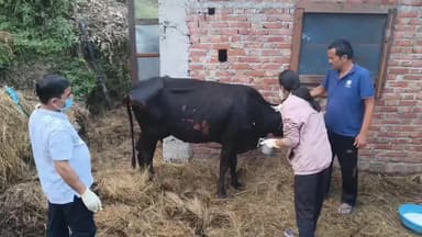 कपकोट: नगरपंचायत कपकोट के वार्ड संख्या 1 में गौशाला में लगी आग, दुधारू गाय हुई जख्मी, सभासद ने पीड़ित को राहत देने की मांग की