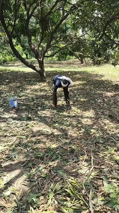 सफीपुर: उन्नाव में ओलावृष्टि से आम की फसल हुई तबाह, बागवानों को हुआ भारी नुकसान, मेहनत पर फिरा पानी