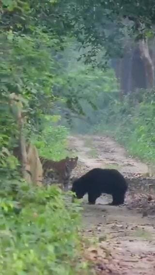 दुधवा में देखें बाघ पर कैसे झपटा भालू
#dudhwanationalpark
#latestnewsupdate
#viral
#UPNews
#lakhimpurkherinews