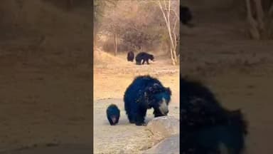 कांकेर : जंगलवार कॉलेज परिसर में दिखा भालुओं का झुंड #news #viral #bear