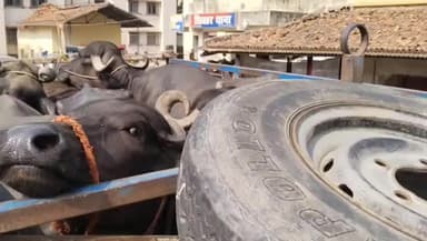 शिवहर: शहर के बालू मंडी के पास मवेशियों से भरा पिकअप ज़ब्त, दो लोगों पर मामला दर्ज