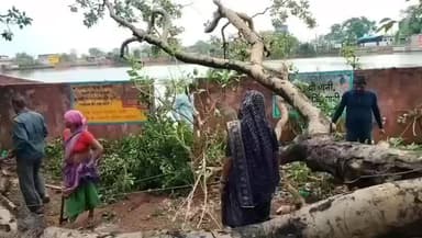 कुरूद: ग्राम छाती में विद्युत तारों पर गिरी पेड़ की विशाल साख, तीन पोल उखड़े, बिजली गुल होने से मचा हड़कंप
