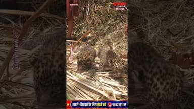अनोखा नजारा, खेत में बैठे हुए दिखे पैंथर के दो मासूम शावक,किसानों के चेहरे पर दिखी खुशी @anhnews1