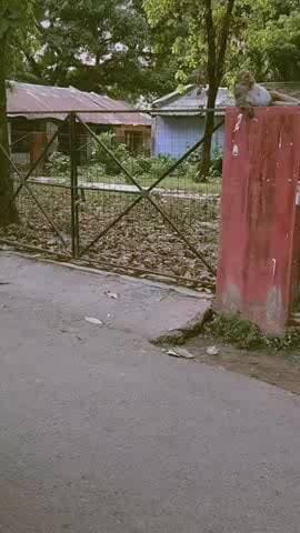 ye Bandar ka video social media par Teri se viral ho rh h 😞😞😞##viralvideos