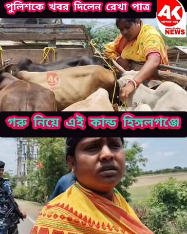 এবার গরু বাছুর আটকে এই কান্ড হিঙ্গলগঞ্জে! #BJP #news #cow #BengalBJP #bengal