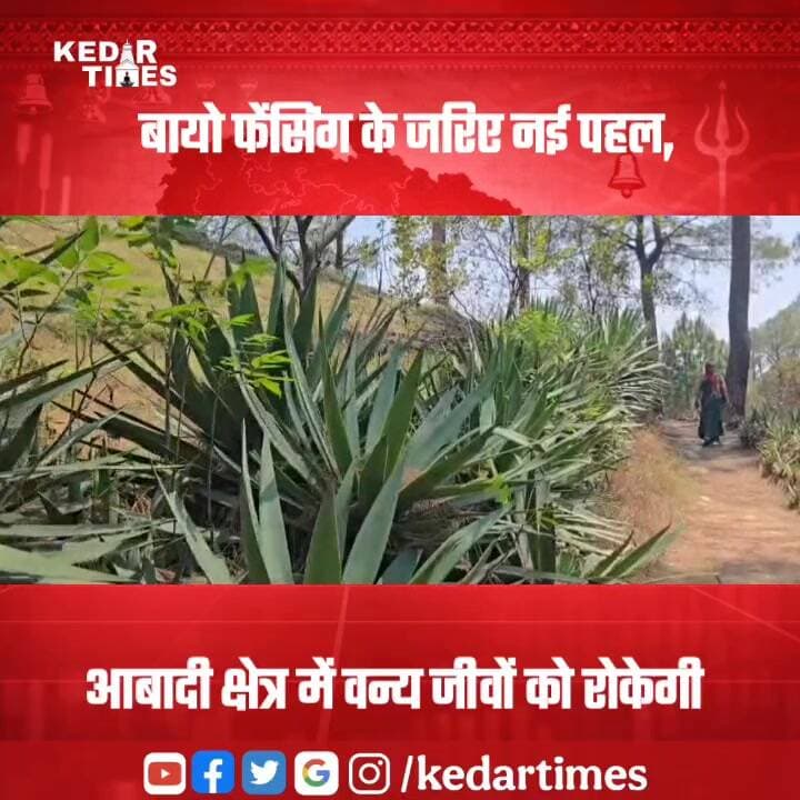 बायो फेंसिंग आबादी क्षेत्र में वन्य जीवों को आने से रोकेगी
#kedartimes #uttarakhand #kedarnath