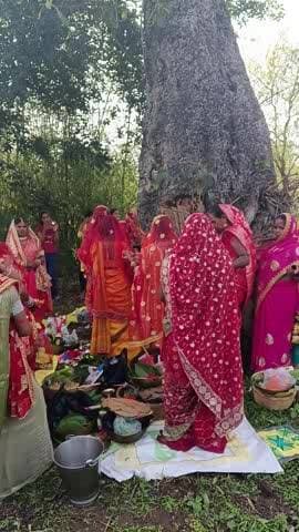 Gamhariyatar Narayanpur me vat Savitri
puja