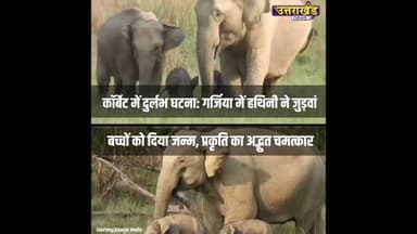 हथिनी ने गर्जिया में जुड़वां बच्चे दिए - यह होता है बहुत कम! #wildlife #elephant #uttarakhandnews