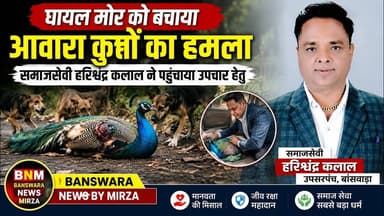 #मोर पर आवारा कुत्तों का हमला | गंभीर घायल मोर को उ.सरपंच व समाजसेवी हरिश्चंद्र कलाल ने उपचार हेतु
