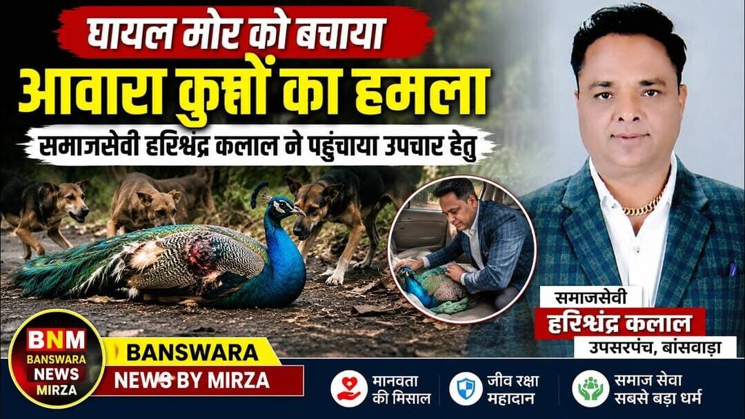 #मोर पर आवारा कुत्तों का हमला | गंभीर घायल मोर को उ.सरपंच व समाजसेवी हरिश्चंद्र कलाल ने उपचार हेतु