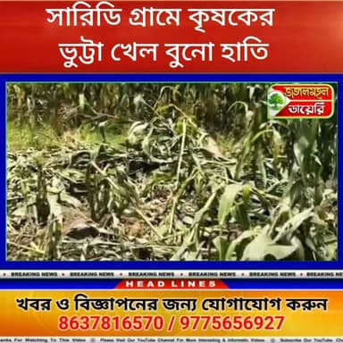 ভুট্টা খেয়ে চম্পট দিল বুনো হাতি।
