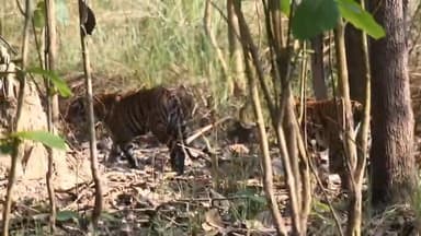 दुधवा में एक साथ दिखे दो बाघ
#Dudhwatigerreserve
#Lakhimpurnews
#upnews
#paliakalannews