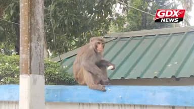 ঘোকসাডাঙ্গা থানা চত্বরে বাঁদরের দাপাদাপি!! দেখুন ভিডিও: