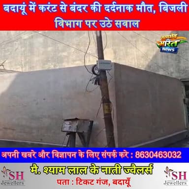 बदायूं में करंट से बंदर की दर्दनाक मौत, बिजली विभाग पर उठे सवाल | #Badaun #ElectricShock #BreakingNews #UPNews #ViralNew...