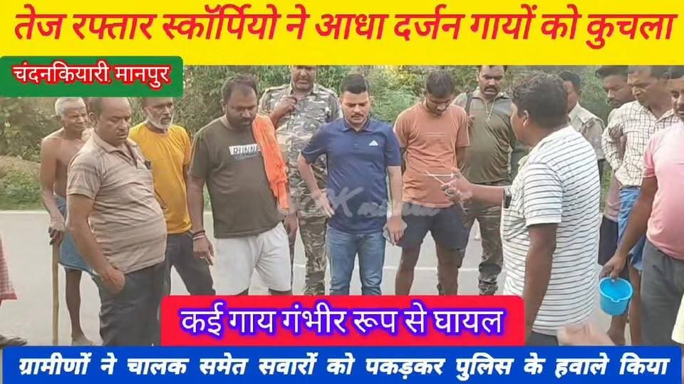 #BreakingNews #चंदनकियारी #JharkhandNews
🐄 तेज रफ्तार स्कॉर्पियो ने आधा दर्जन गायों को कुचला, आधा किलोमीटर तक घसीटा
◆◆...