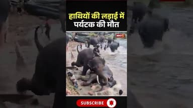 Elephant Fight Karnataka : हाथियों की लड़ाई में पर्यटक की मौत #elephant #elephantattack #viralnews