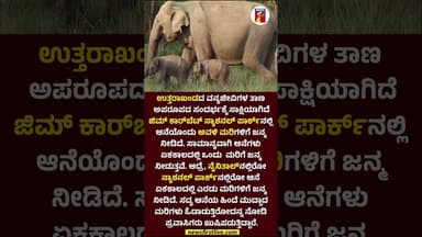 ಅವಳಿ ಮರಿಗಳಿಗೆ ಜನ್ಮ ನೀಡಿದ ಆನೆ #CorbettNationalPark #Elephants #TwinCalves #Uttarakhand #JimCorbett