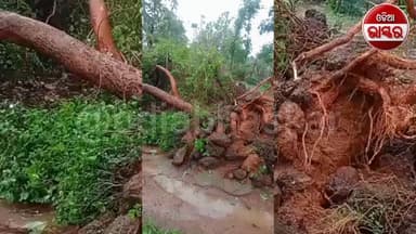 ବଣାଇରେ କୁଆପଥର-ବଜ୍ରପାତର ତାଣ୍ଡବ : ବାବୁନୁଆଗାଁରେ ଘର ଭାଙ୍ଗିଲା, ଗଛ ଉପଡ଼ିଲା, ଗ୍ରାମବାସୀ ଭୟଭୀତ
#odiabhaskar #sundergarh #odisha #...