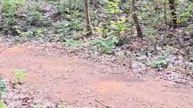 ଅନୁଗୋଳ: ଅନୁଗୋଳ ବନଖଣ୍ଡର ବିଭିନ୍ନ ବନାଞ୍ଚଳରେ କମ୍ବିଂ ଅପରେସନ ଜୋରଦାର