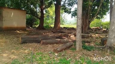 ଚମ୍ପୁଆ: ମାରିଛନ୍ତି କାଠ ମାଫିଆ ଚମ୍ପୁଆ ରେଞ୍ଜ ରେ ଦୈନିକ କରାଯାଉଛି ଶହଶହ ଗଛ ବନ ବିଭାଗ ର ଭୂମିକା ସନ୍ଦେହ ଘେରରେ