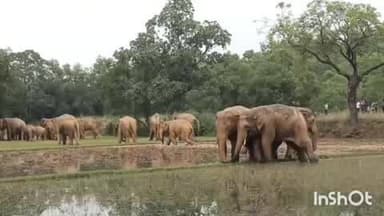 ଚମ୍ପୁଆ: ଚମ୍ପୁଆ ରେଞ୍ଜ ରେଙ୍ଗାଳଗୋଡା ରେ ତେତିଶ ଟିକିଏ ହାତୀ ପଲ ଚିନ୍ତା ରେ ଅଞ୍ଚଳ ବାସୀ