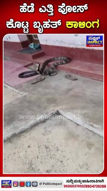 ಹೆಡೆ ಎತ್ತಿ ಪೋಸ್ ಕೊಟ್ಟ ಬೃಹತ್ ಕಾಳಿಂಗ// ಕಾಫಿನಾಡಿನ ಮನೆ ಬಾಗಿಲಲ್ಲೇ ಕಾಳಿಂಗ ಸರ್ಪ /