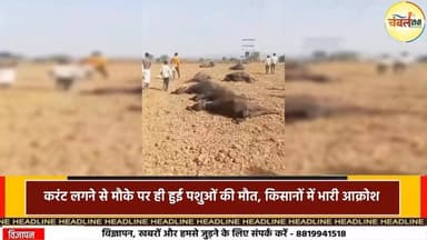 श्योपुर के अर्रोदरी गांव में बड़ा हादसा, टूटे बिजली तार की चपेट में आईं 8 भैंसें, मौके पर ही मौ_त | ChambalTV
#श्योपु...