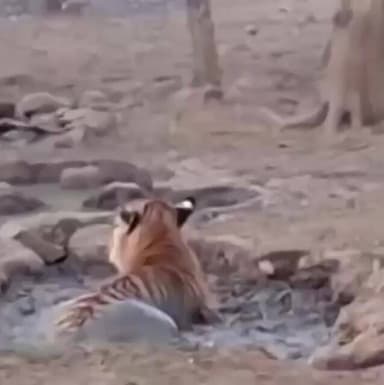 #wildlife