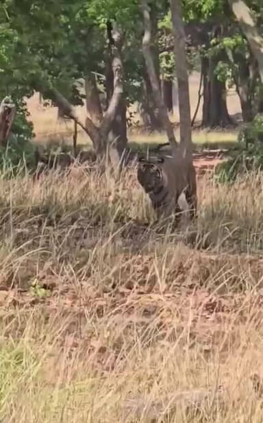 #tiger