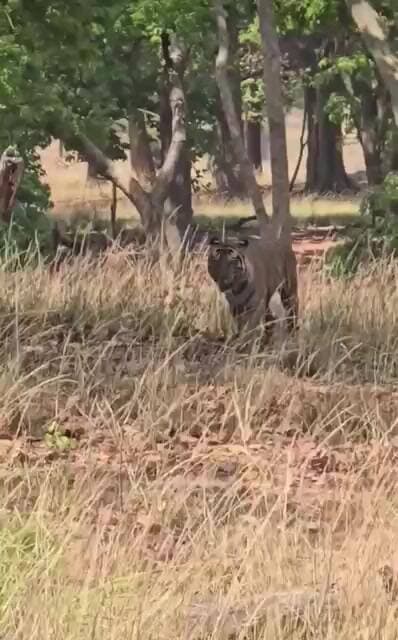 #tiger