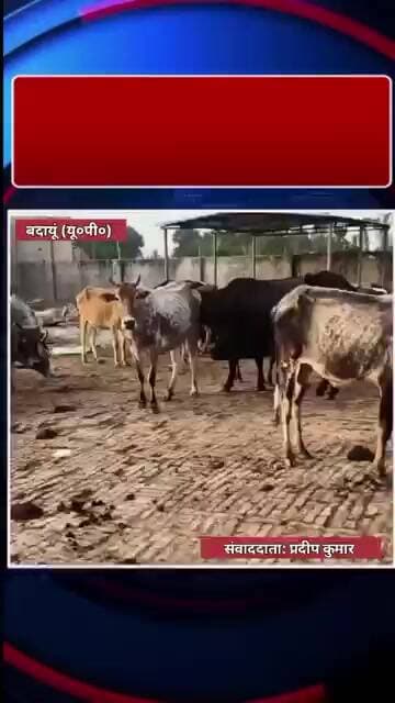CM योगी के आदेशों की उड़ रही धज्जियां? बदायूं गौशाला से सामने आई शर्मनाक तस्वीर #viralvideo #kkanews