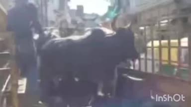 પાટણમાં નગરપાલિકા સામે દાદાગીરી સામે ચાર પશુપાલકોની અટકાયત