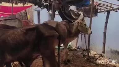 औरंगाबाद: जिलाधिकारी के निर्देश पर शहर के कुरैशी मोहल्ले में प्रशासन ने की बड़ी कार्रवाई, 109 पशु बेहद बुरी अवस्था में बरामद