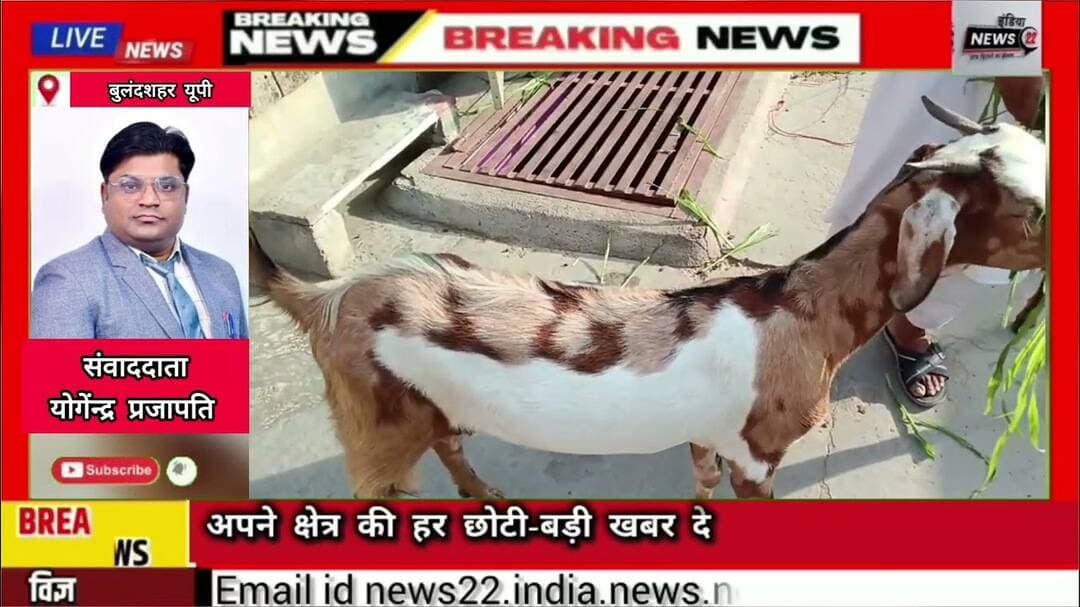 #अनूपशहर: #मोहल्ला #मीरा में #बकरे की #कमर पर #अल्लाह' #लिखा मिलने से #हलचल