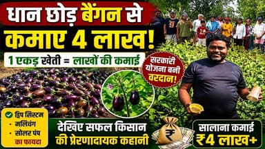धान छोड़ बैंगन से बदल गई किस्मत! जांजगीर-चांपा किसान की सफलता कहानी