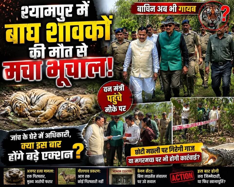 श्यामपुर में बाघ शावको की मौत से भूचाल!बाघीन अब भी गायब, वन मंत्री पहुंचे मौक़े पर बड़े एक्शन की तैयारी.... #ukbharat #har...